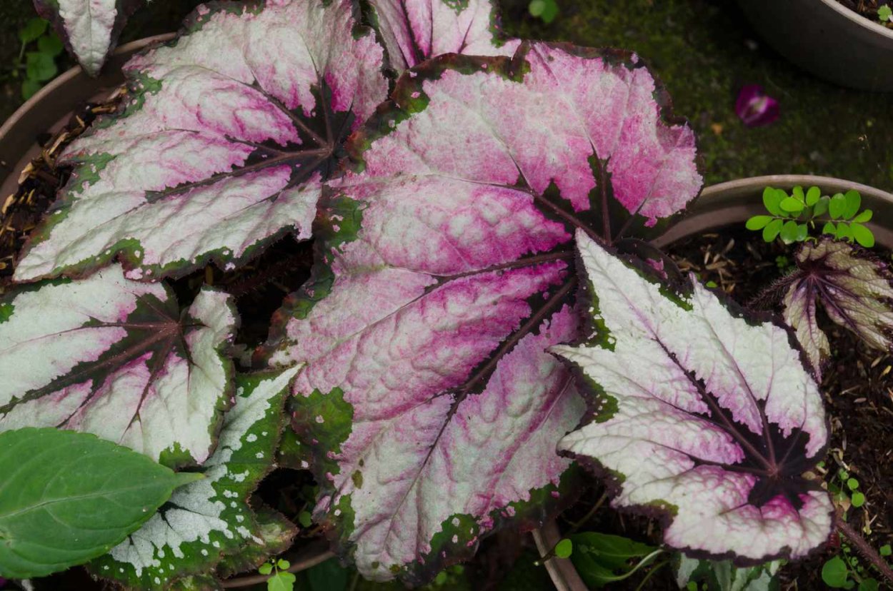 Бегония Блэк Фанг