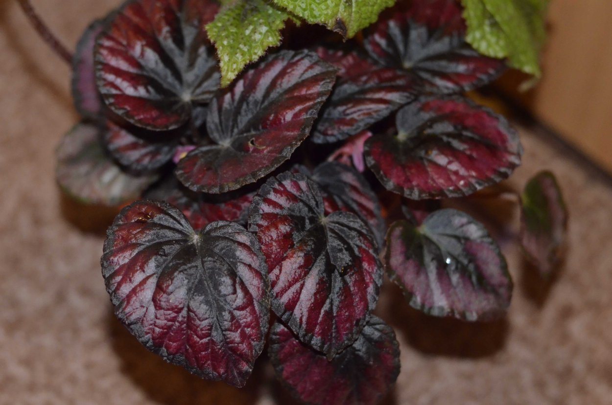 Бегония DS Мармеладка