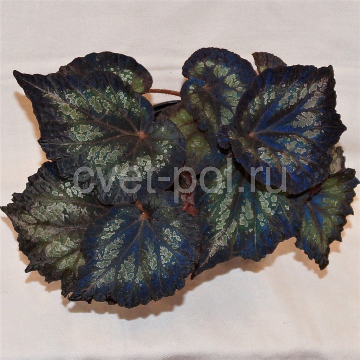 Бегония Блэк кнайт