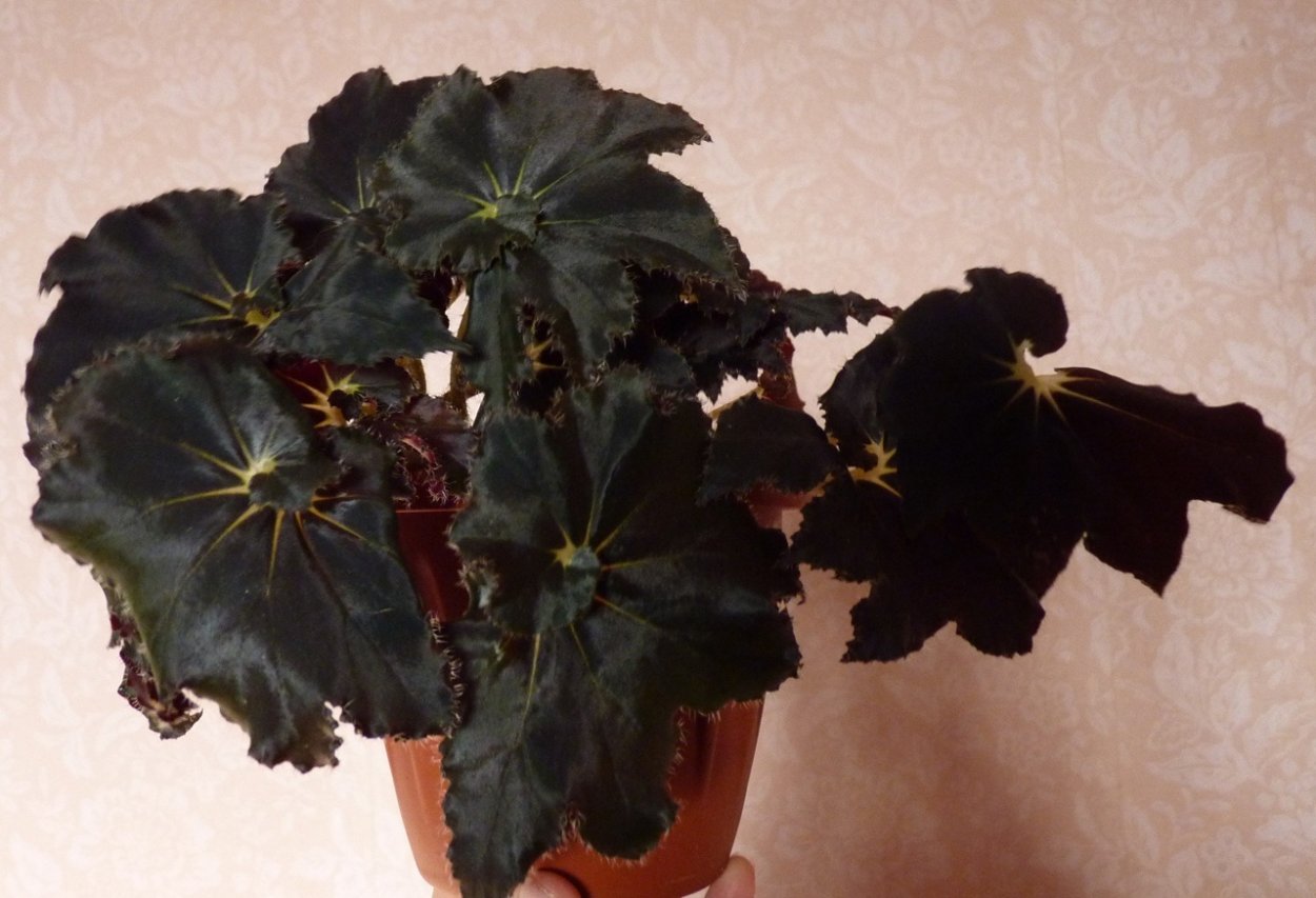 Бегония ред Кисс