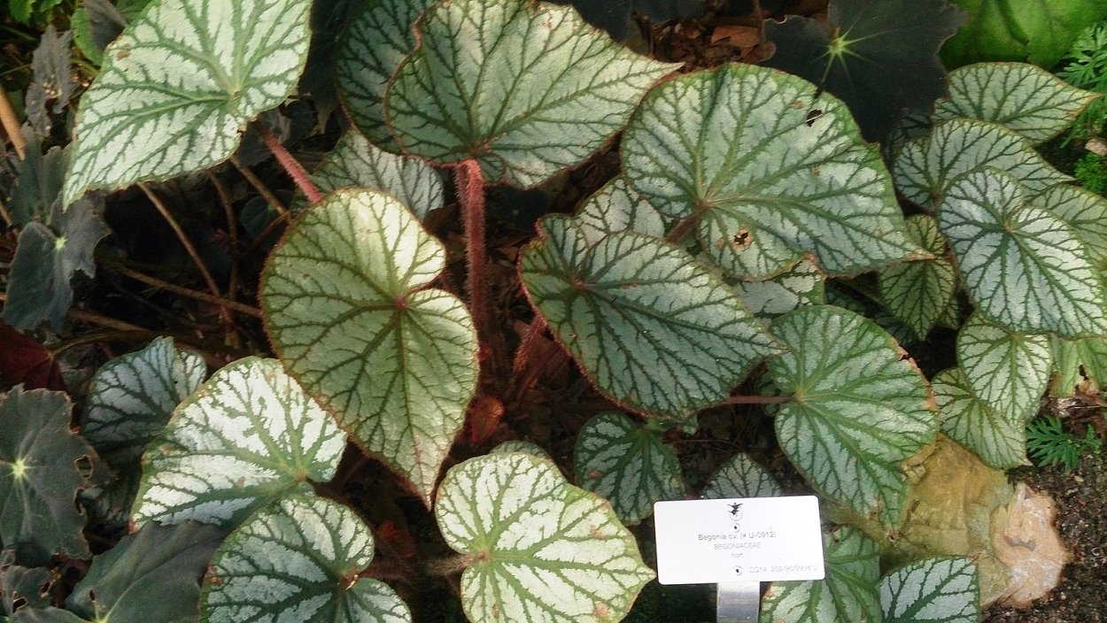 Бегония Mike's Mauve