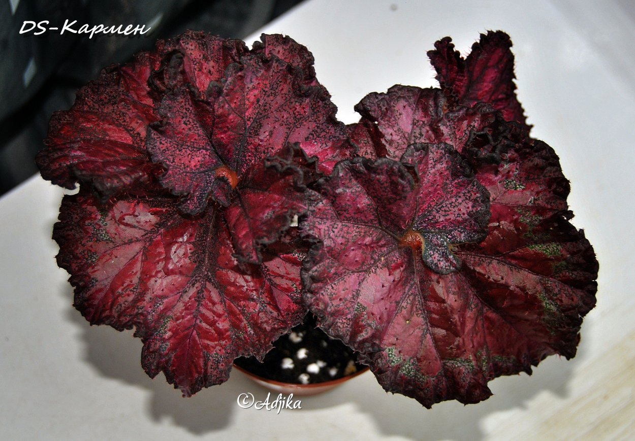 Бегония гибридная d21