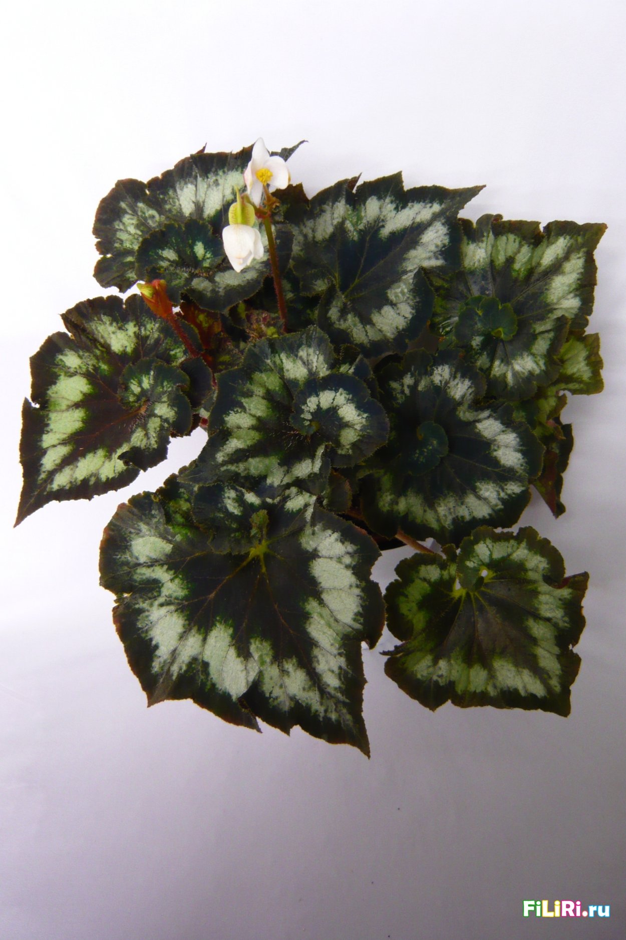 Бегония Black Knight