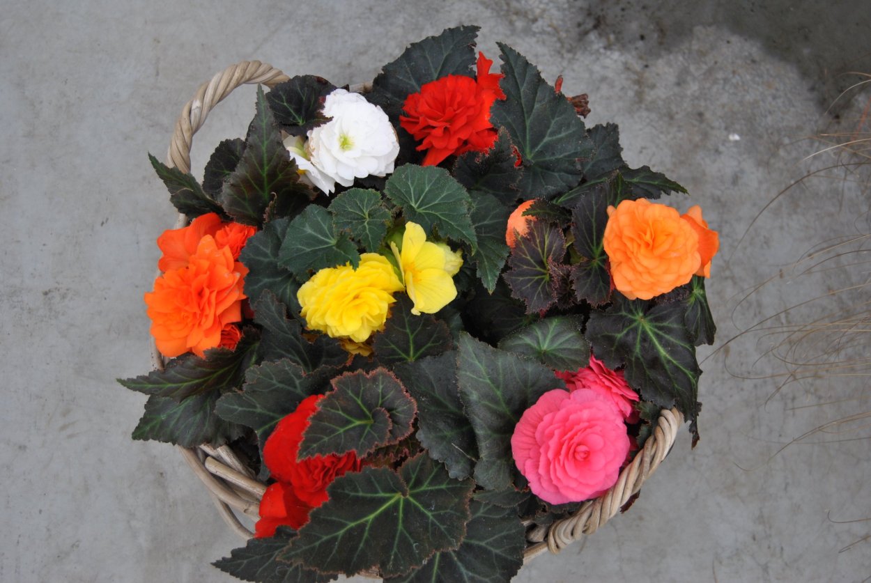 Бегония хлоростикта