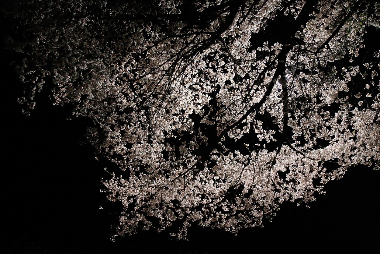 Ветка Сакуры на черном фоне