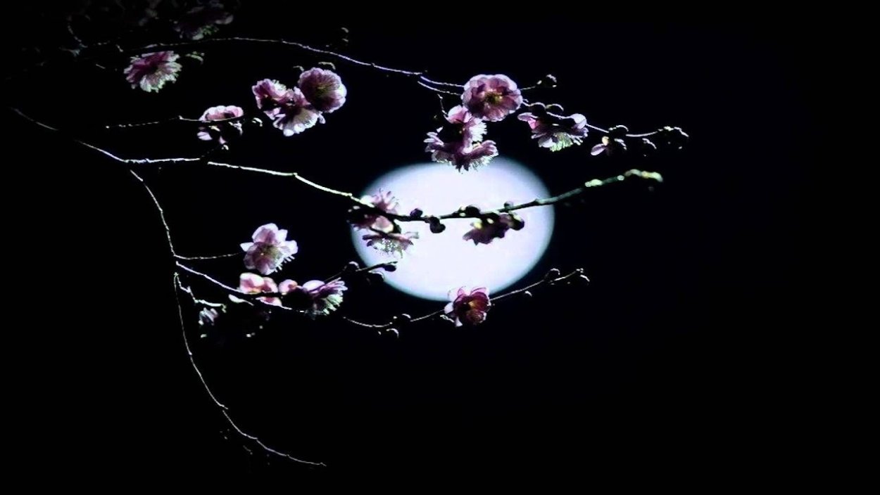 Ветка Сакуры на черном фоне