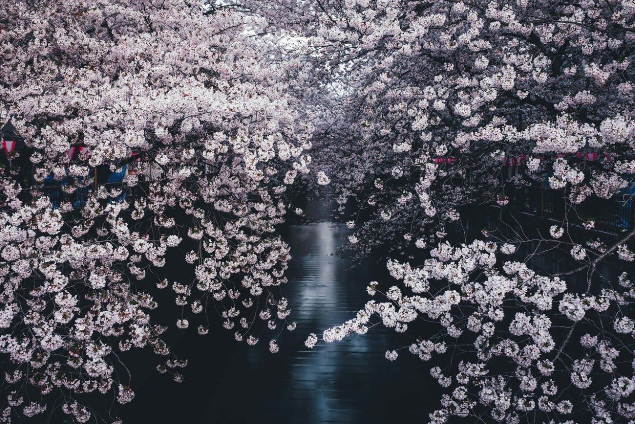 Сакура Эстетика