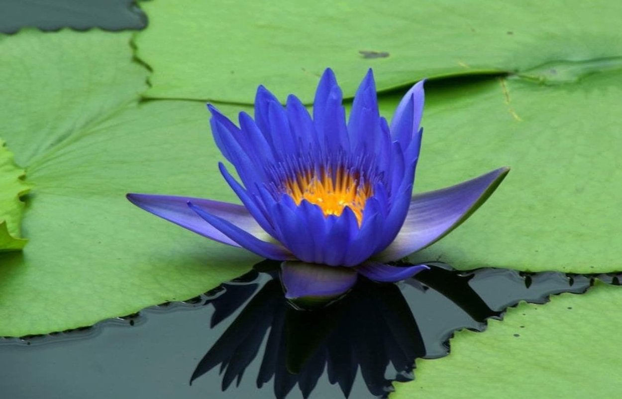 Голубой Лотос (Nymphaea caerulea)