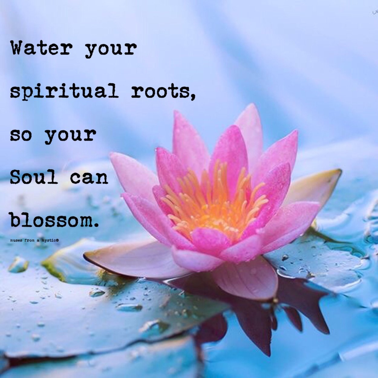 Семицветный Лотос