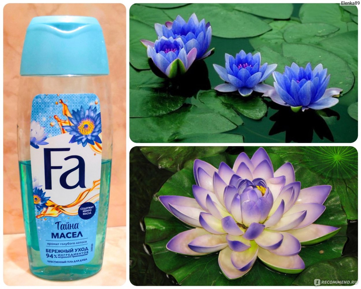 Красивый Лотос