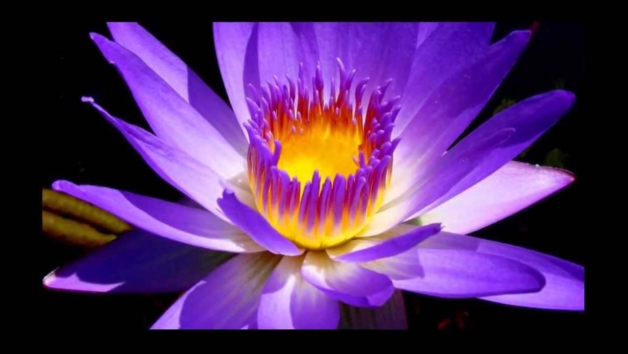 Лотос на голубом фоне