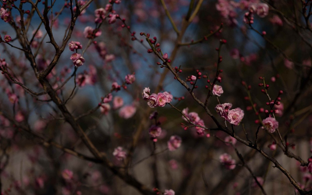 Сакура Эстетика