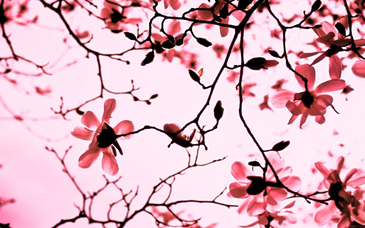 Ветка с розовыми цветами