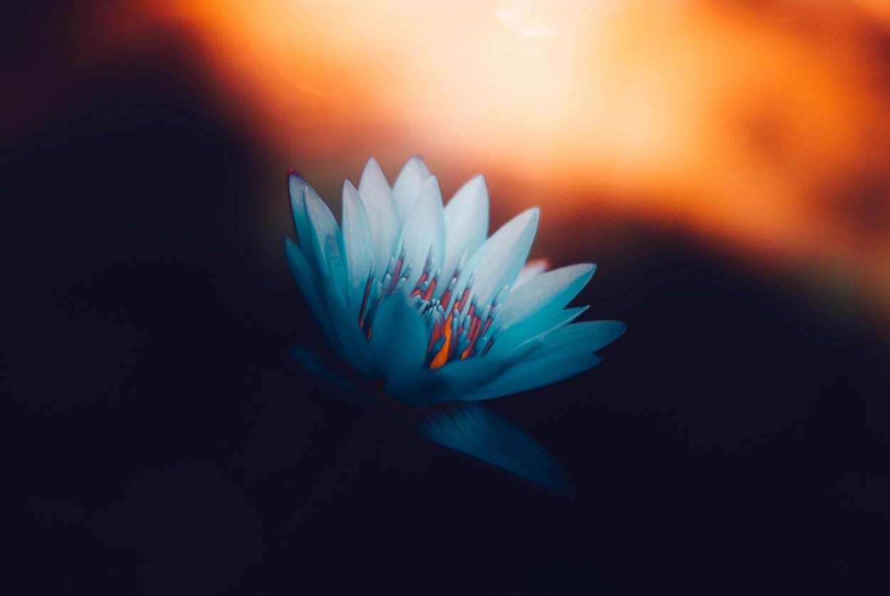 Glowing Lotus