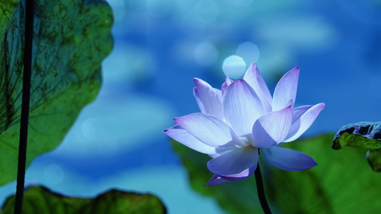 Виктория кувшинка фиолетовая