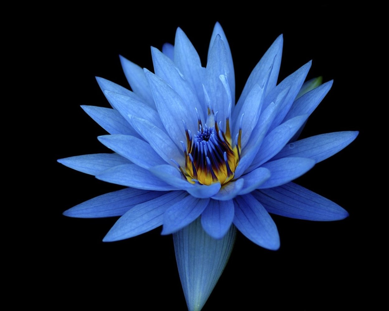 Голубой Лотос на черном фоне
