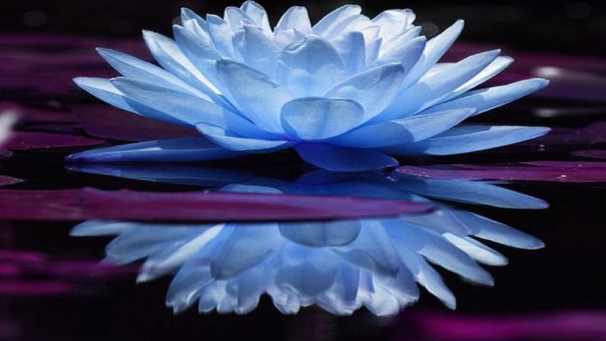 Синий Лотос скин