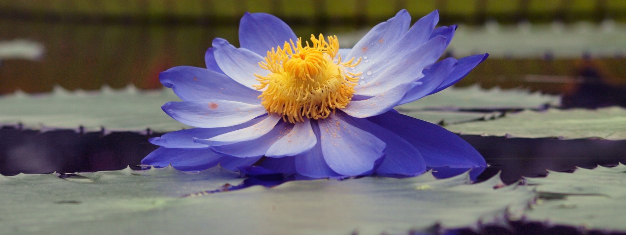 Логотип цветок