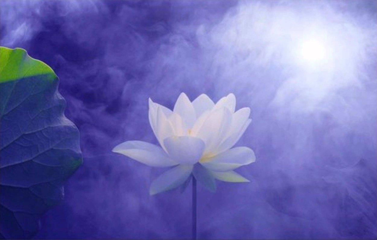 Светло фиолетовые цветы