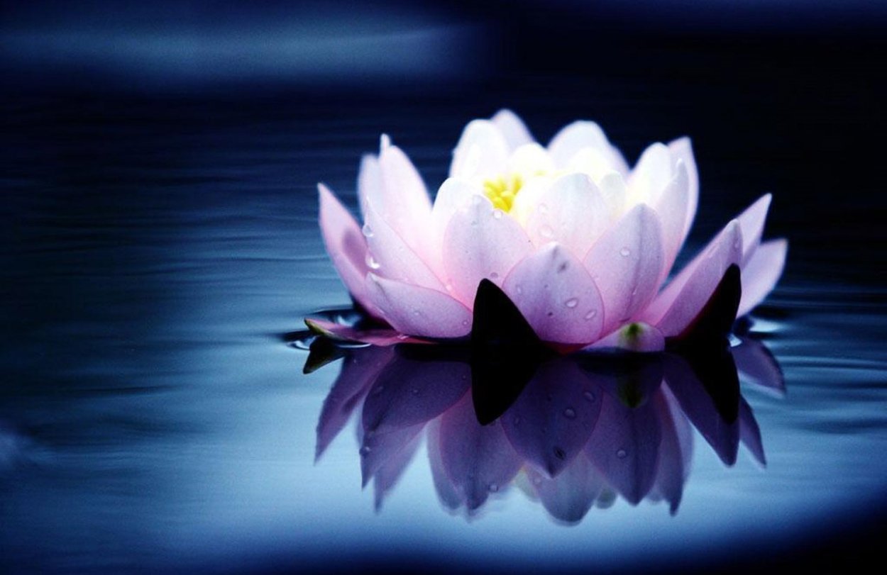 Лотос на голубом фоне