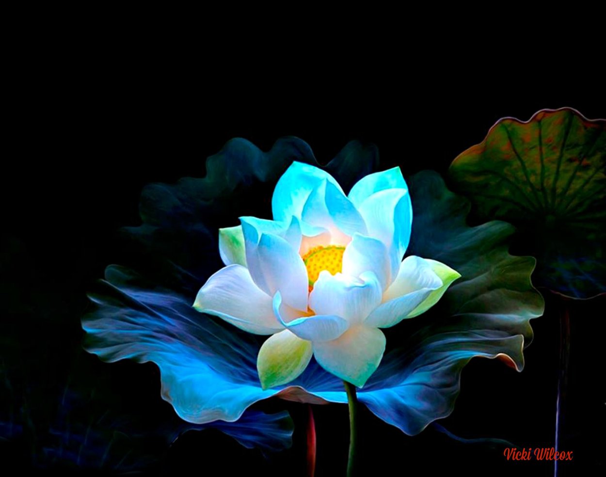 Кувшинка Лилия Лотос