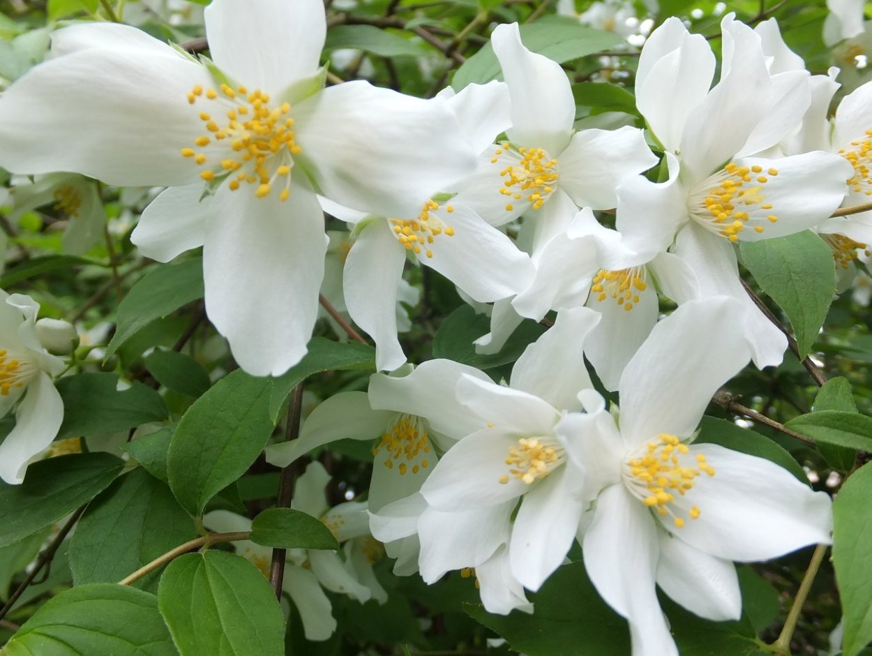 Чубушник (Жасмин) Эректус