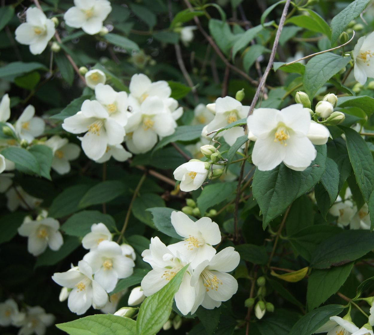 Чубушник тонколистный куст