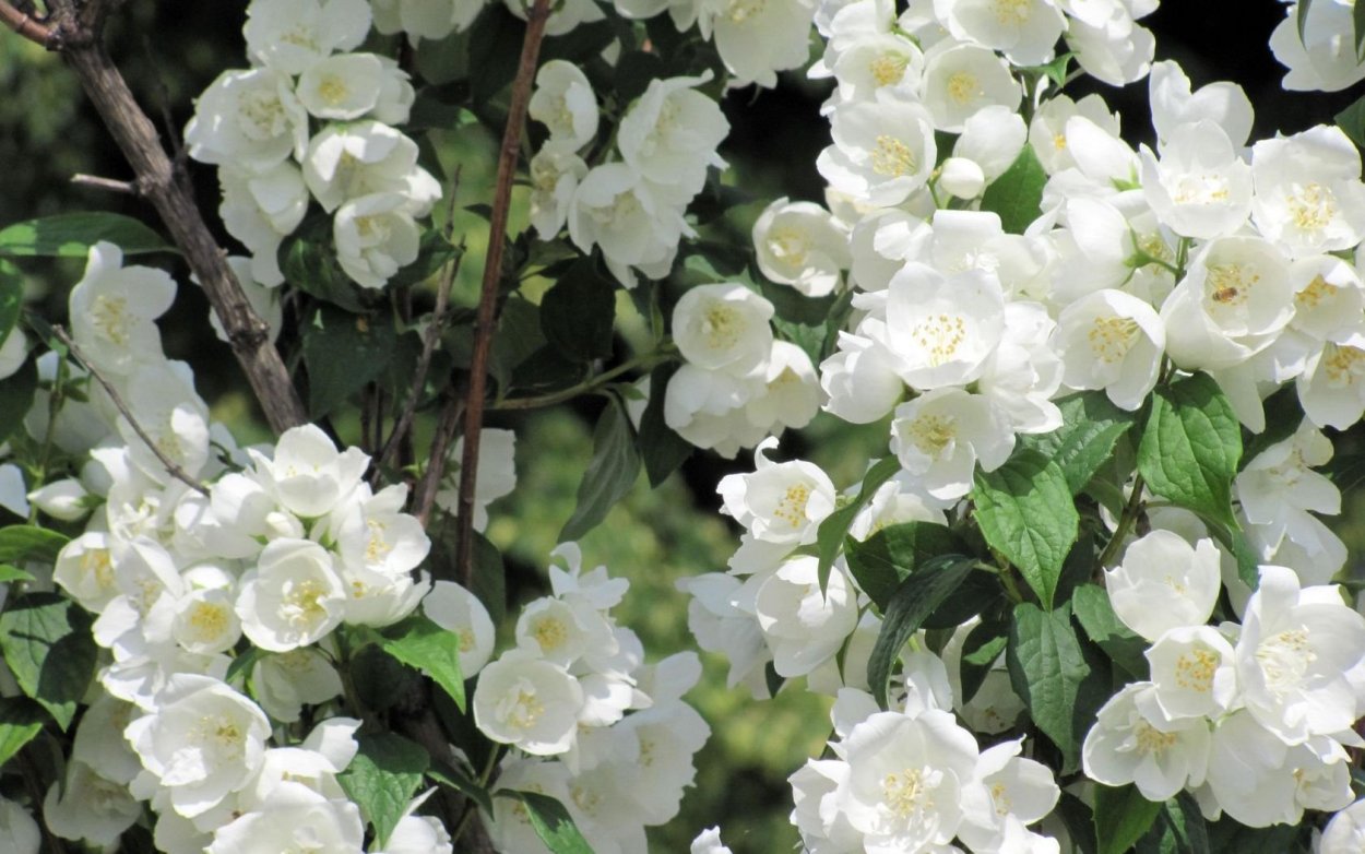 Жасмин белый кустарник