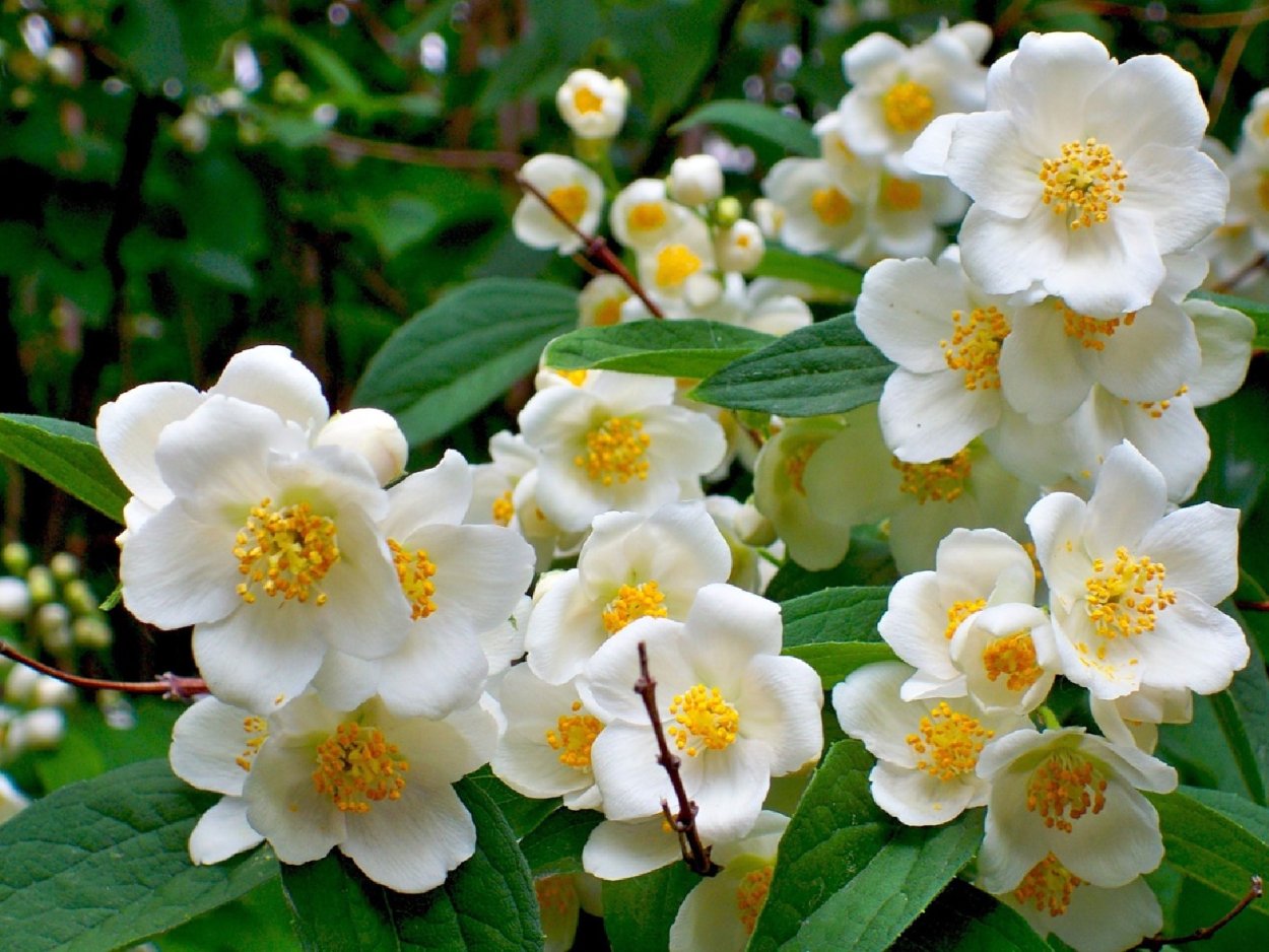 Чубушник Юннат