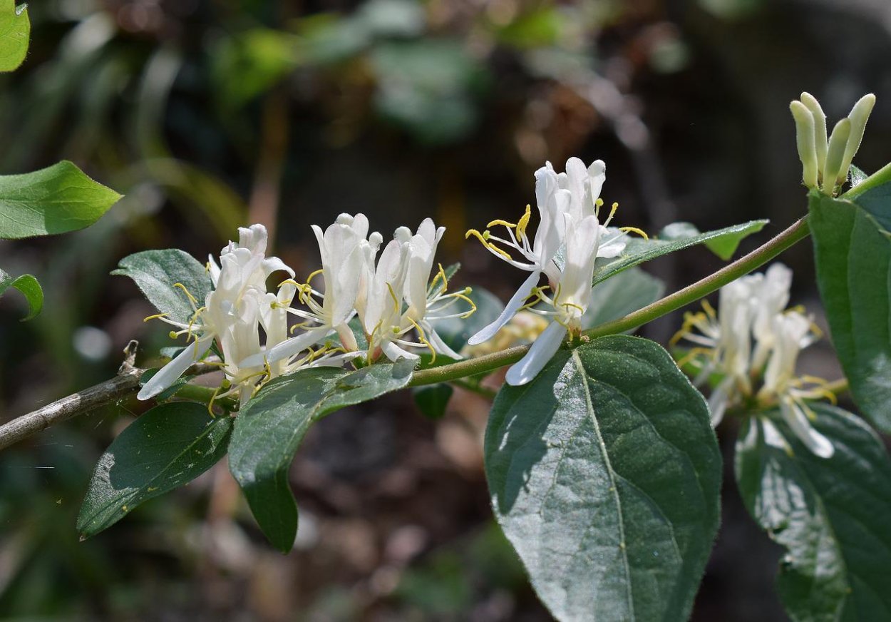 Жасмин кустарниковый