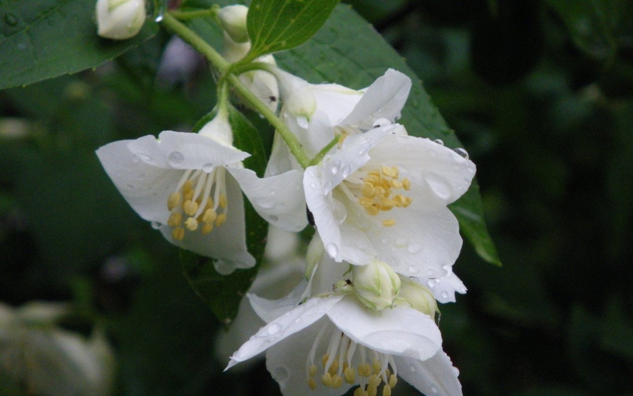 Жасмин чизуел