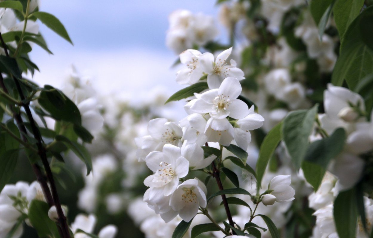 Жасмин цветы