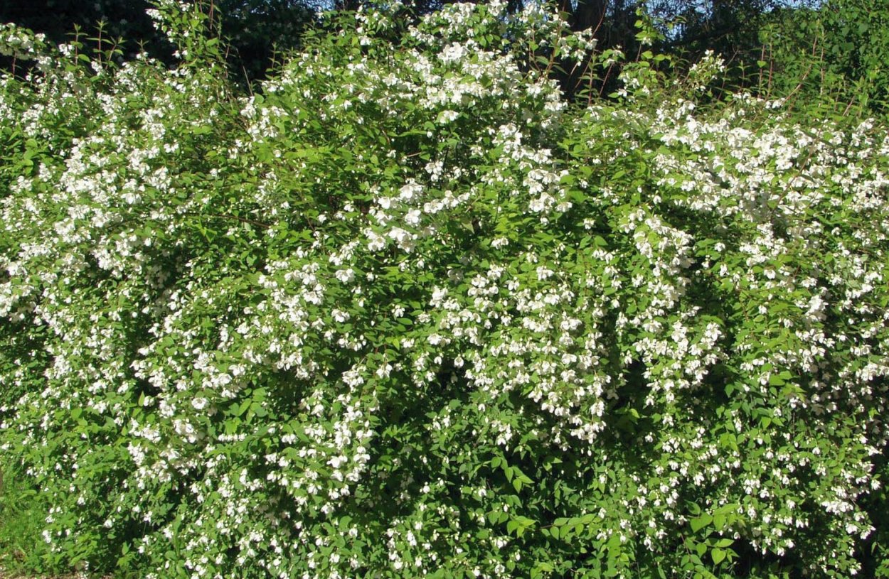 Чубушник Лемуана