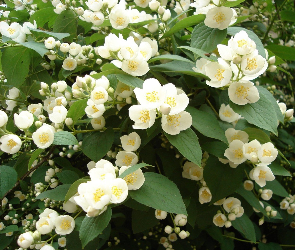 Жасмин кустарниковый