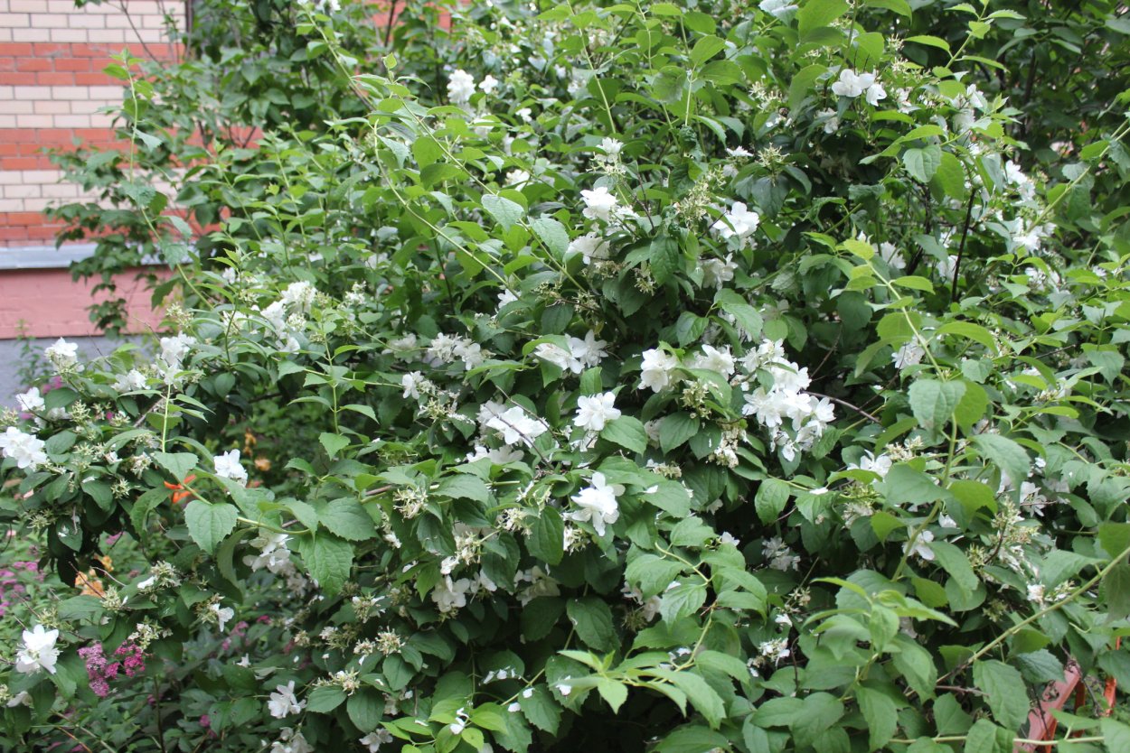 Чубушник Каролинка