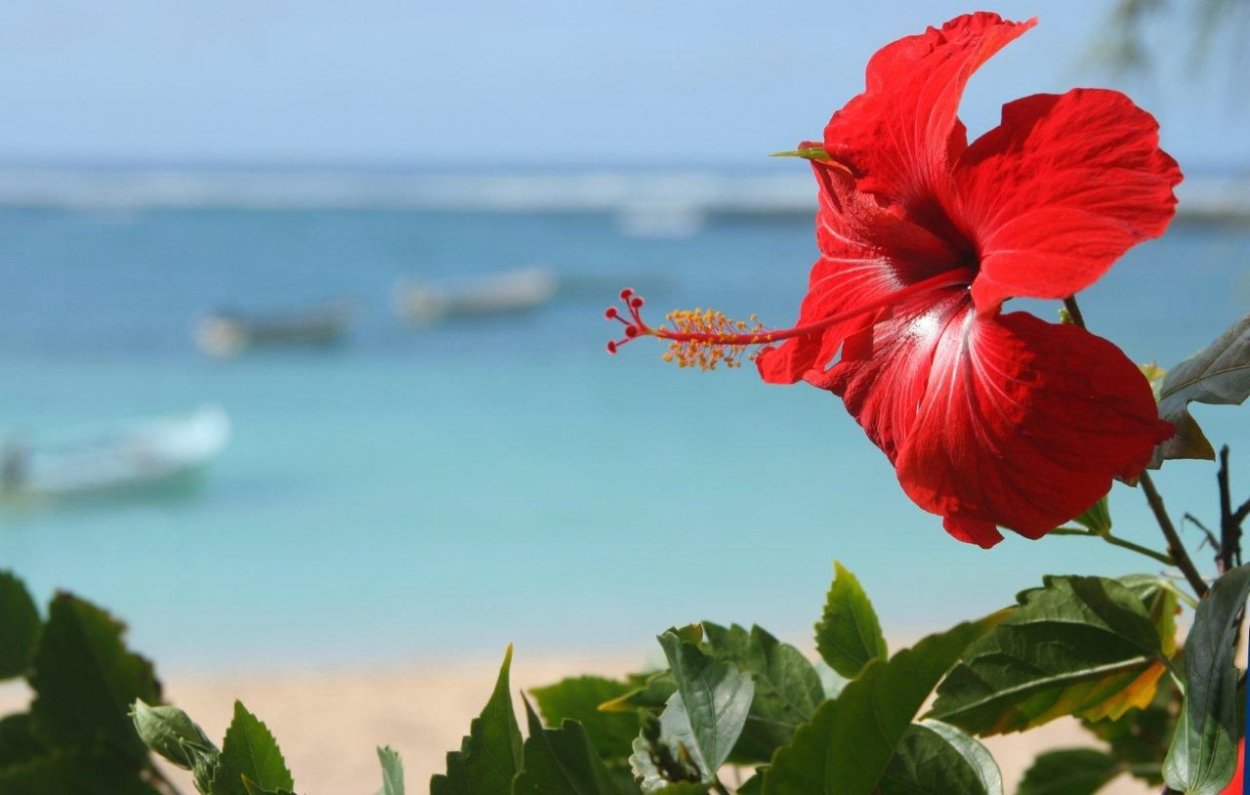 Липовидными гибискусами Мальдивы