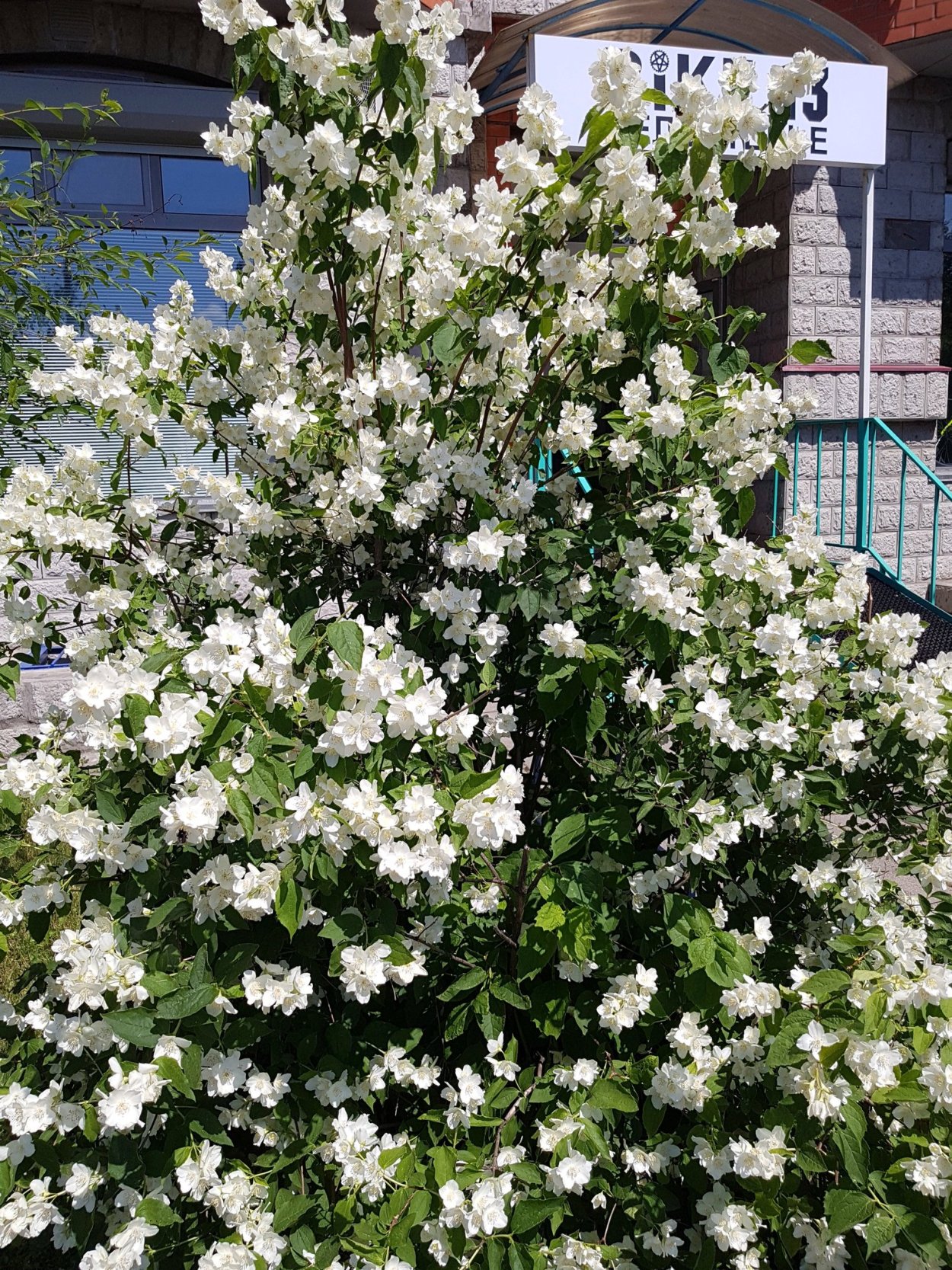 Чубушник Starbright