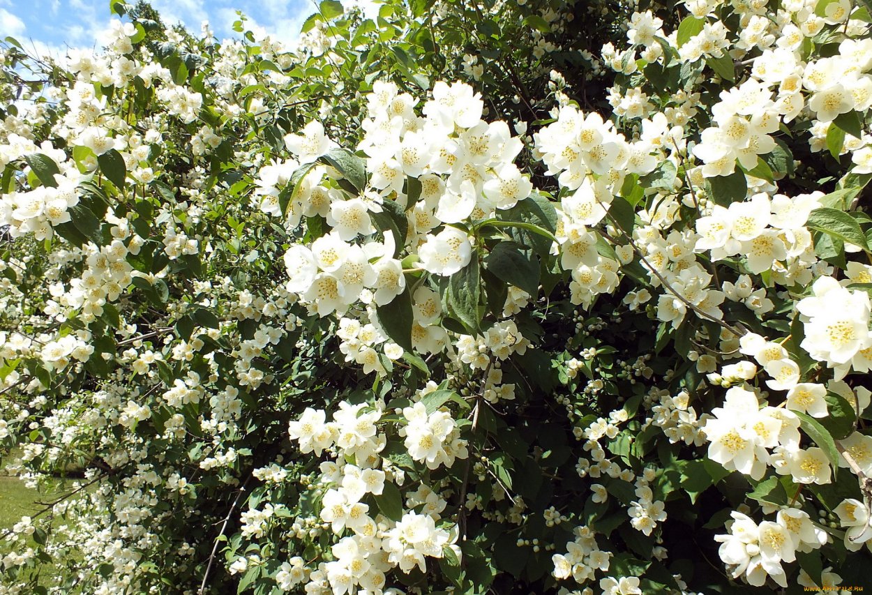 Чубушник корончатый куст