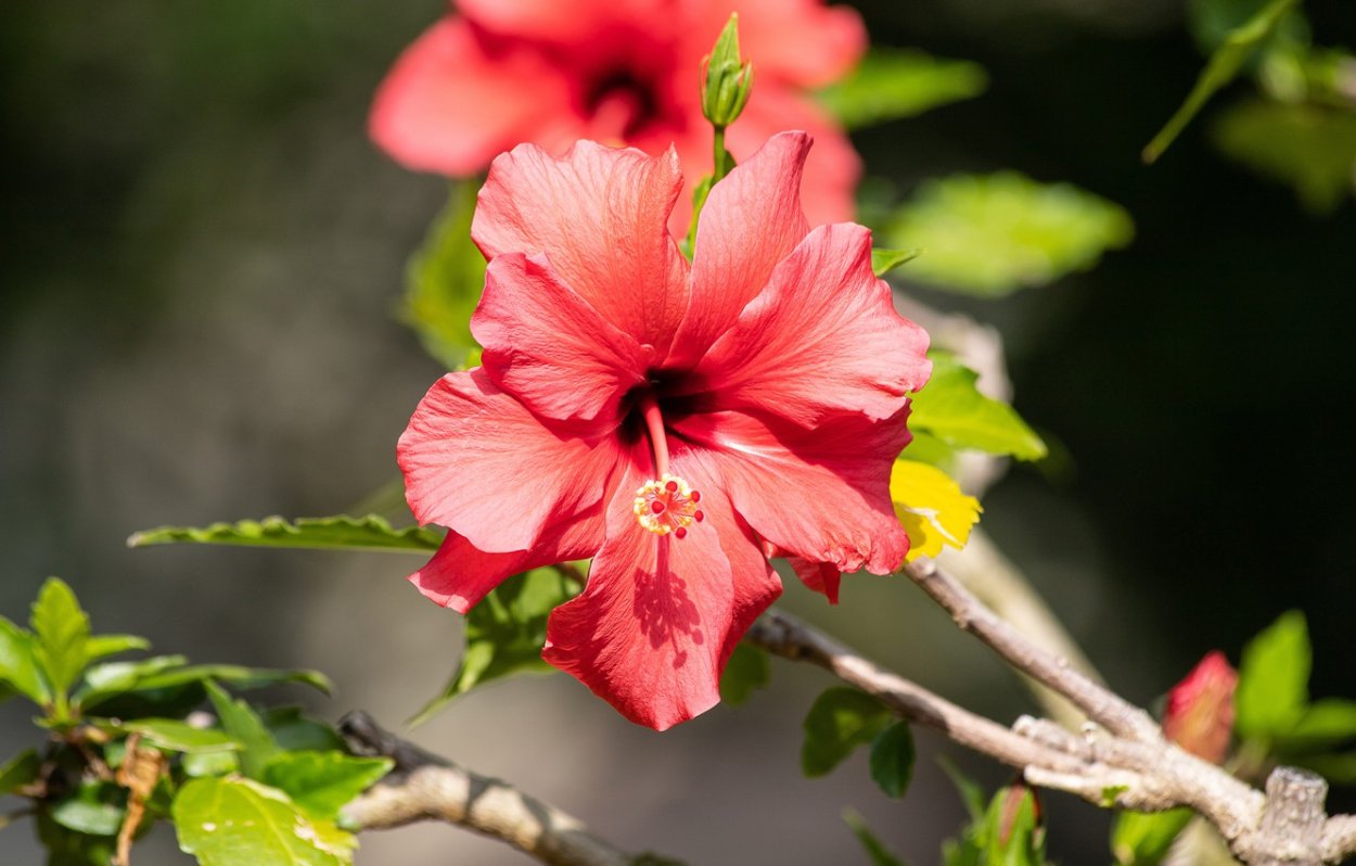 Гибискус пихабай