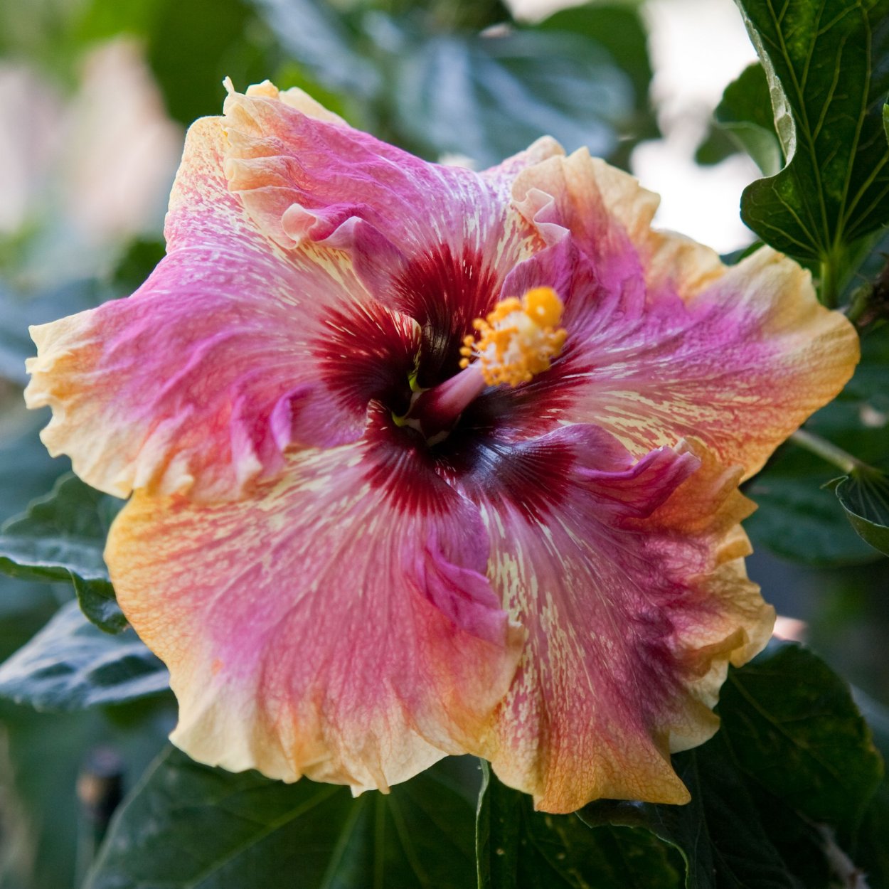 Гибискус Wild grape