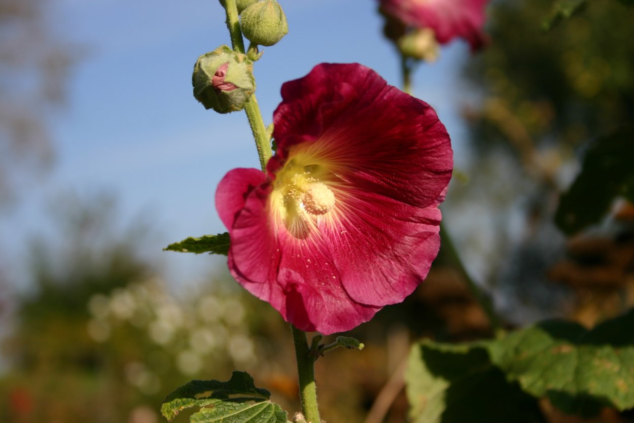 Hibiscus arbust