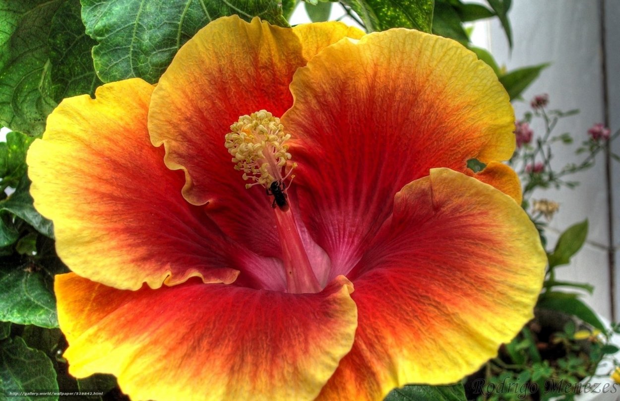 Эстетика розового и оранжевого