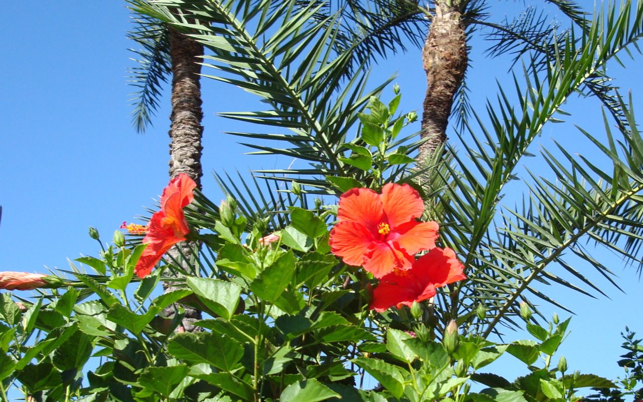 Гибискус папоротник