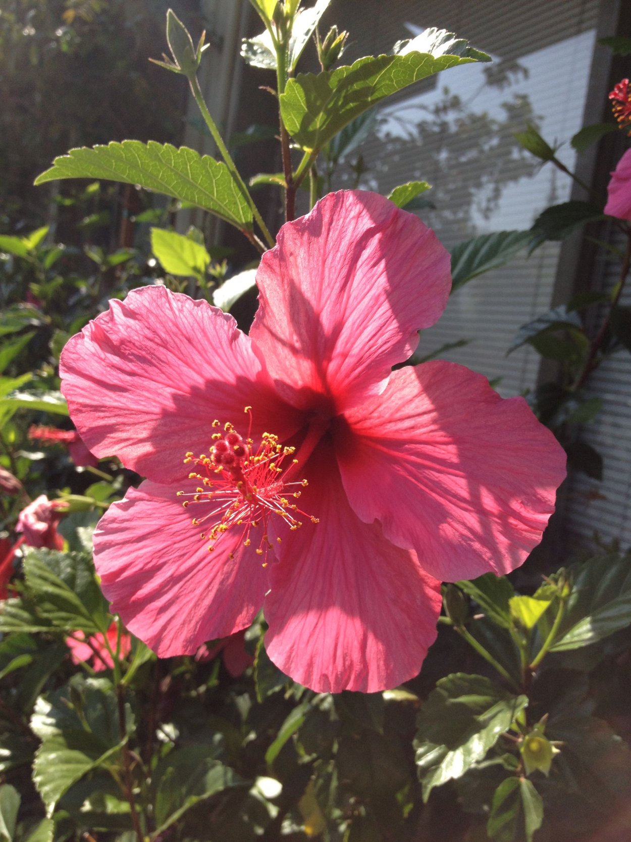 Гибискус Summer Lotus