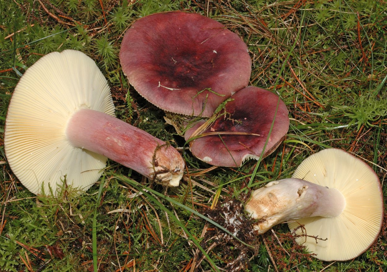Russula vinosa гриб