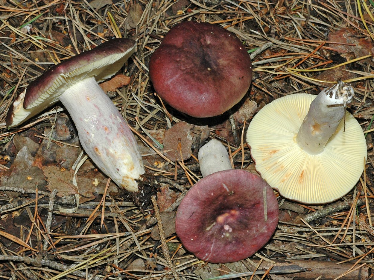Сыроежка сардониксовая Russula Sardonia