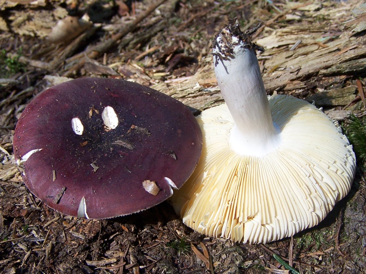 Сыроежка сардониксовая Russula Sardonia