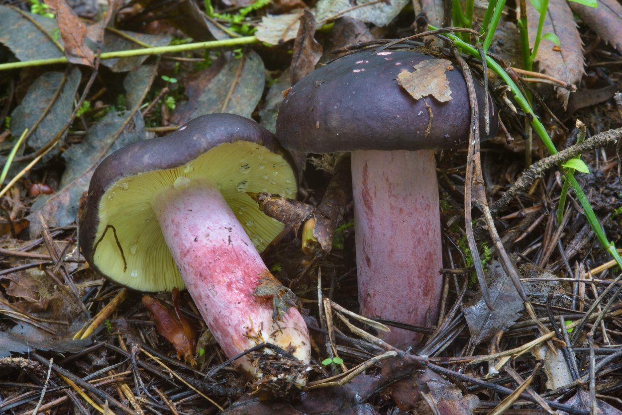 Сыроежка сардониксовая Russula Sardonia