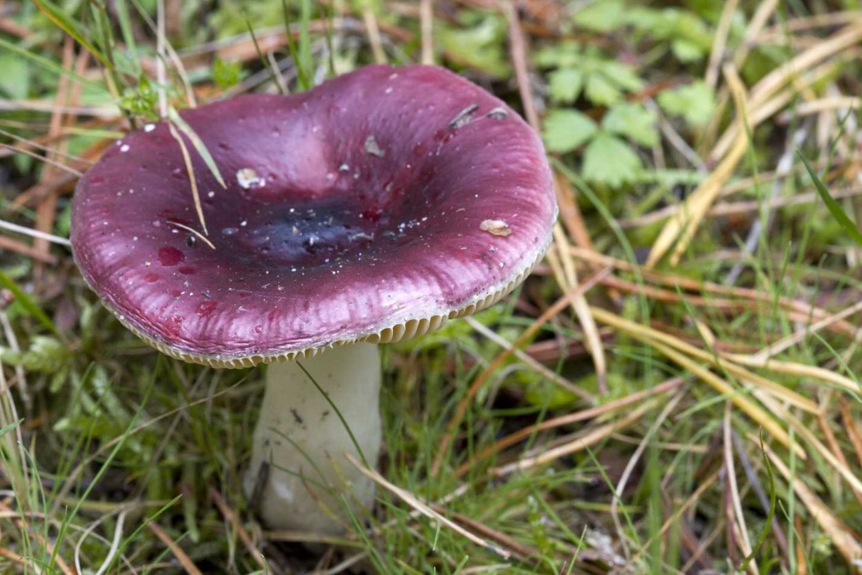 Гриб Russula cyanoxantha