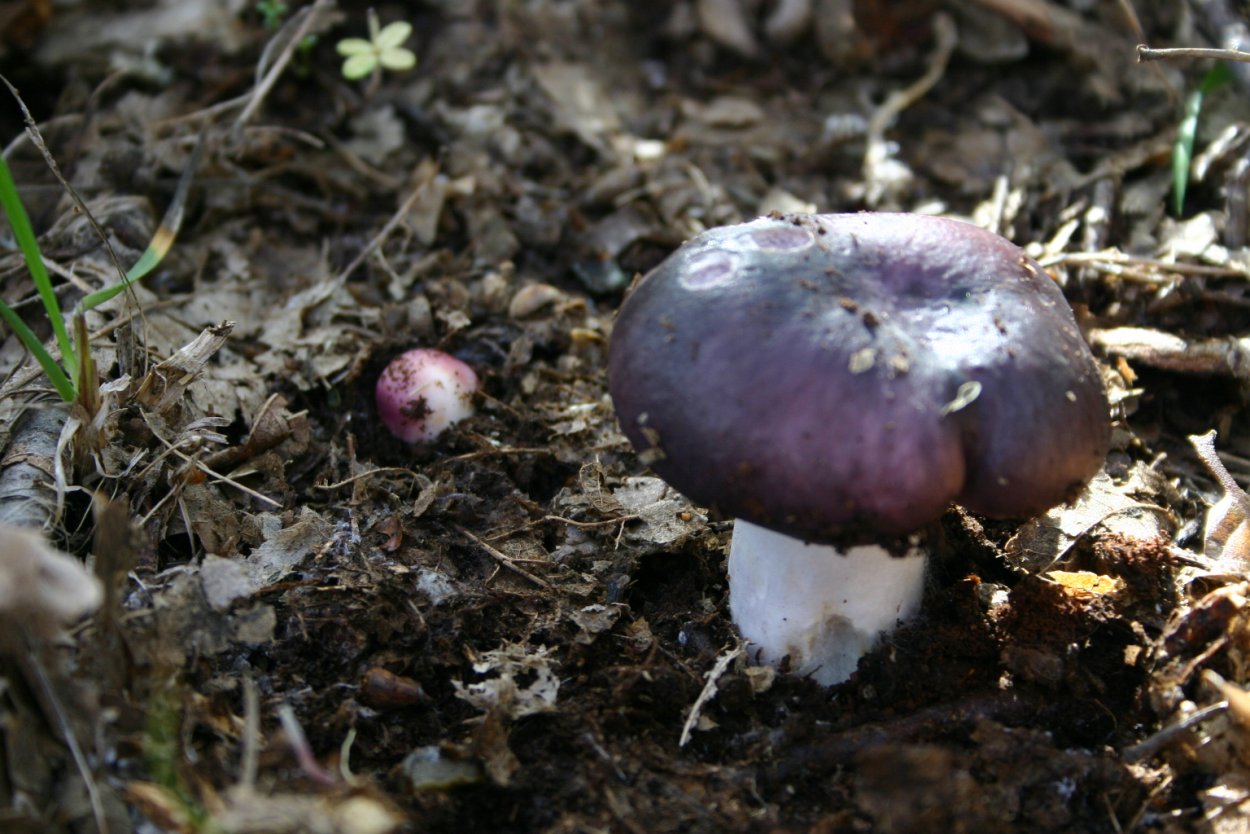 Russula betularum